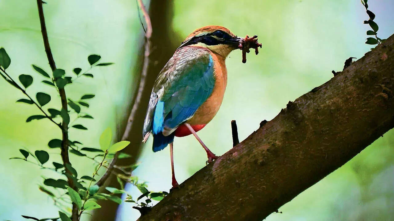 Indian pitta (Pic: Chhaya Bali)