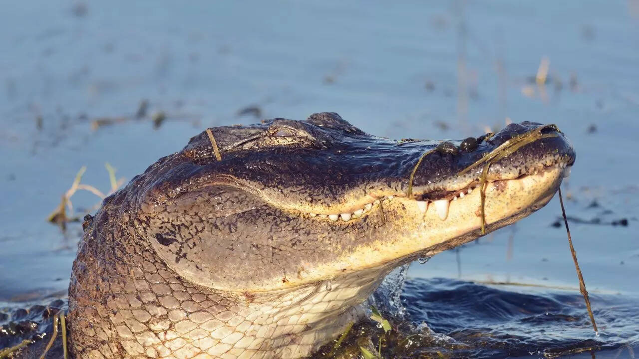 Alligator