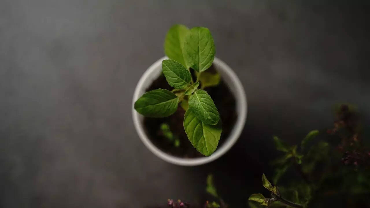 Tulsi (Holy Basil)