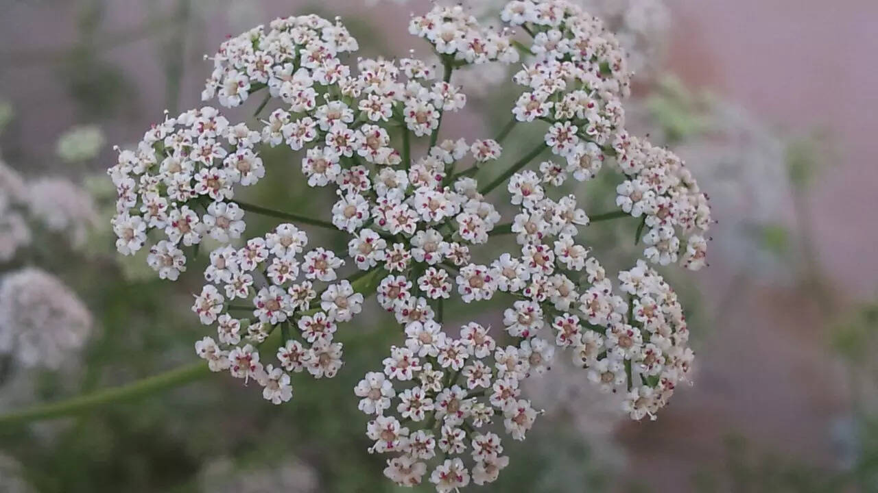 Ajwain (Carom Plant)