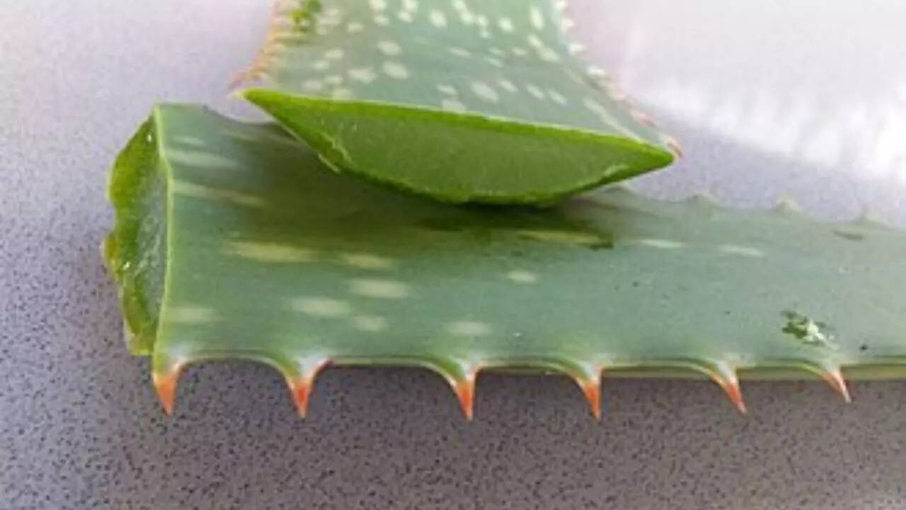 Aloe Vera