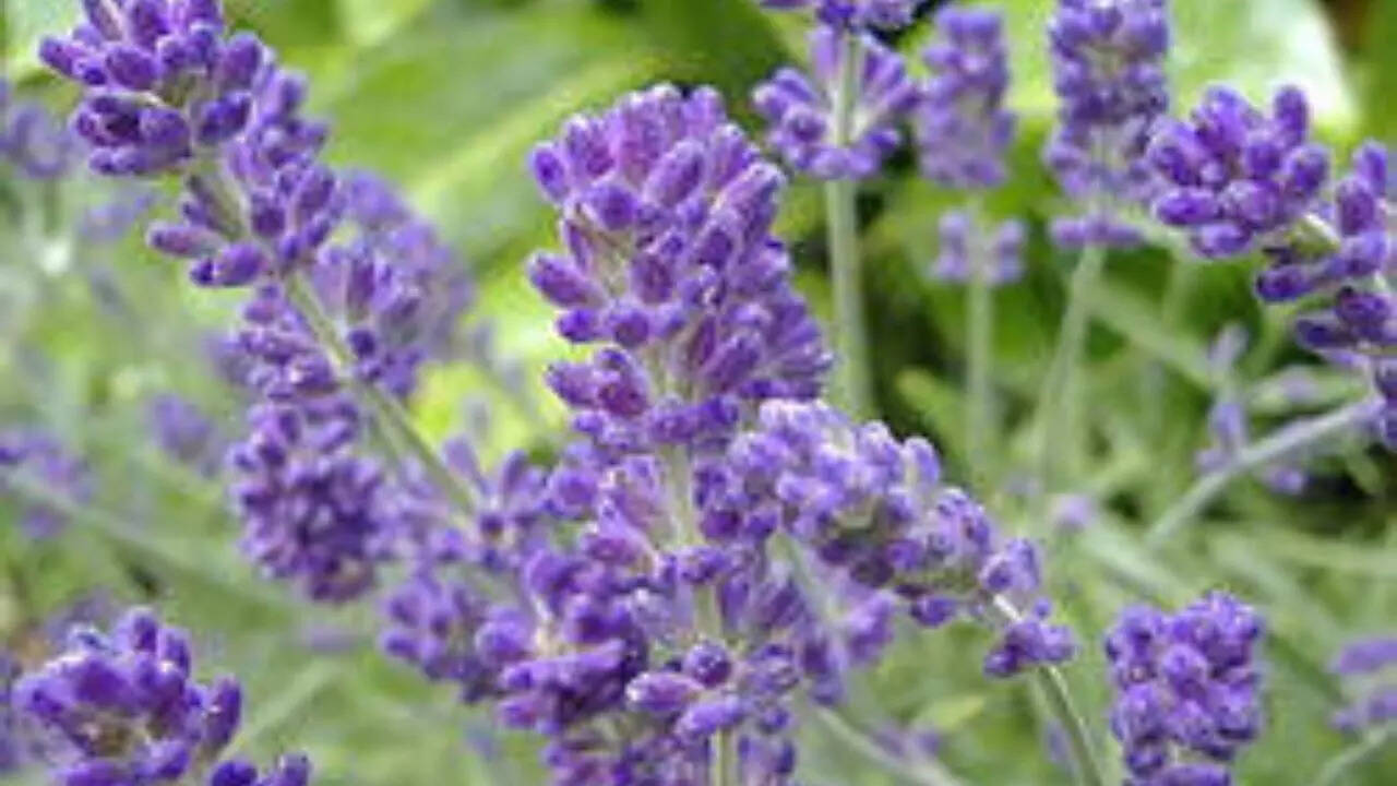 Lavender