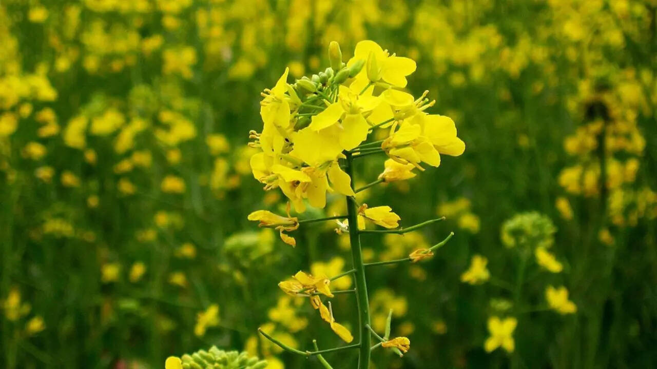 Mustard