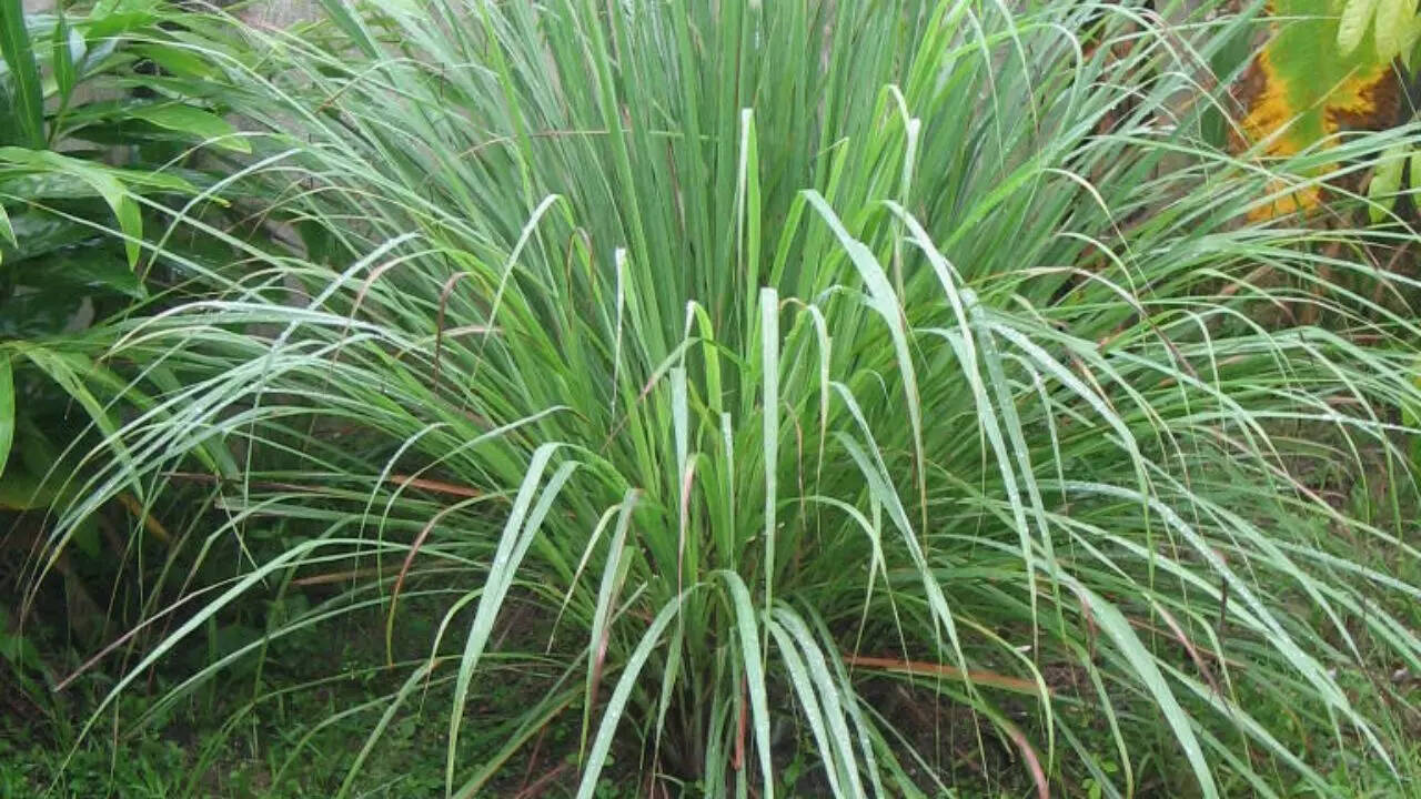 Lemongrass