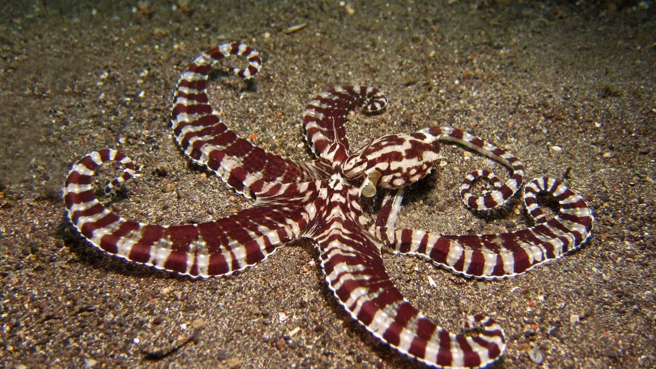 Mimic Octopus