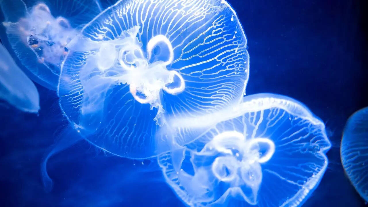 Moon jellyfish