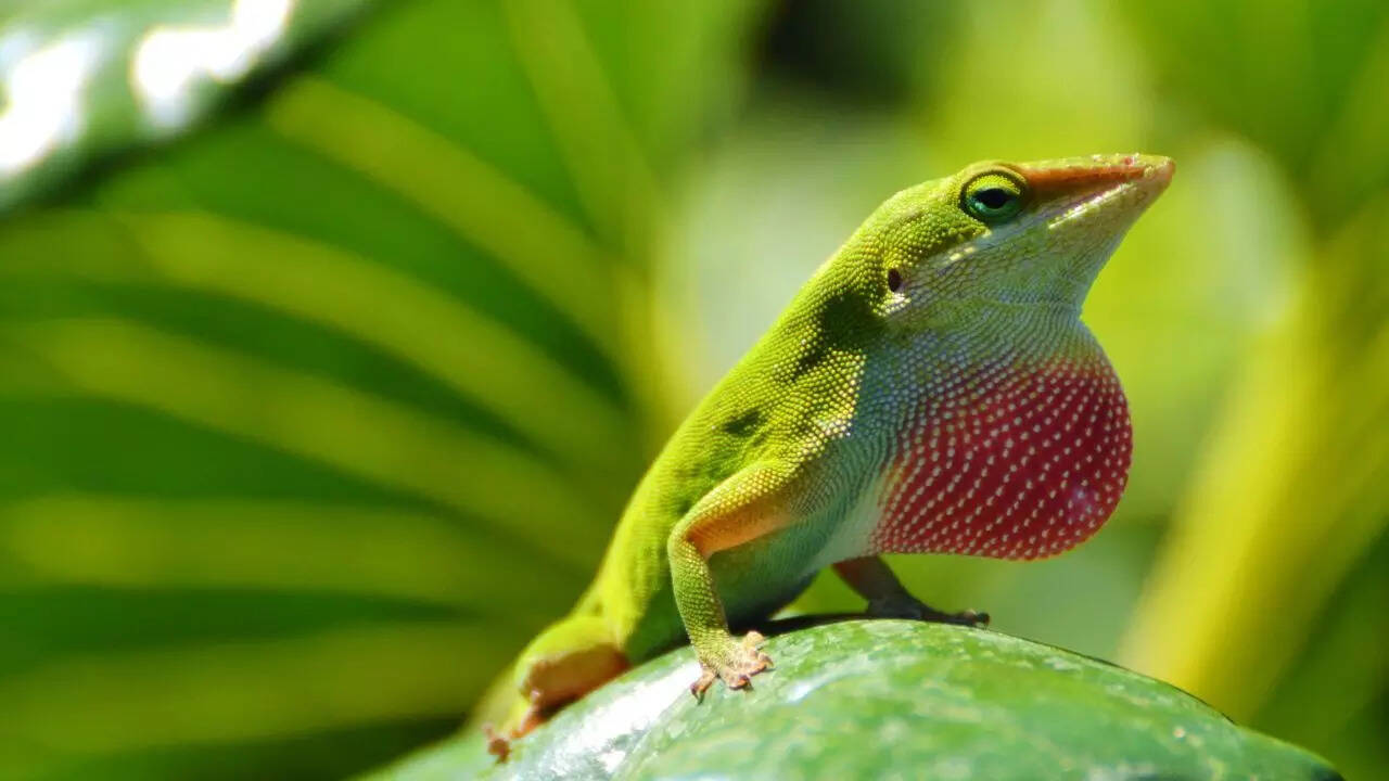 Green Anole