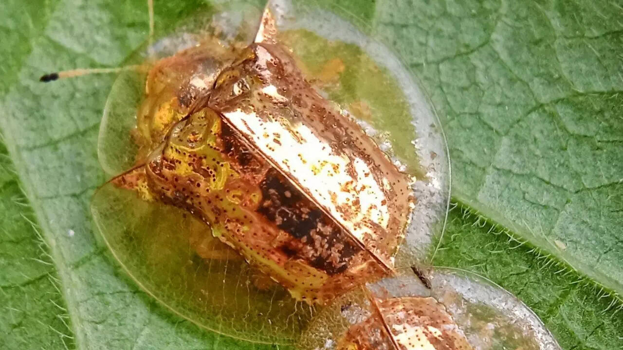 Golden Tortoise Beetle