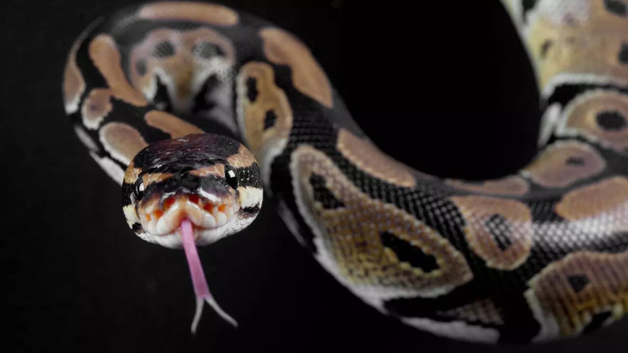 Fascinating facts about snakes