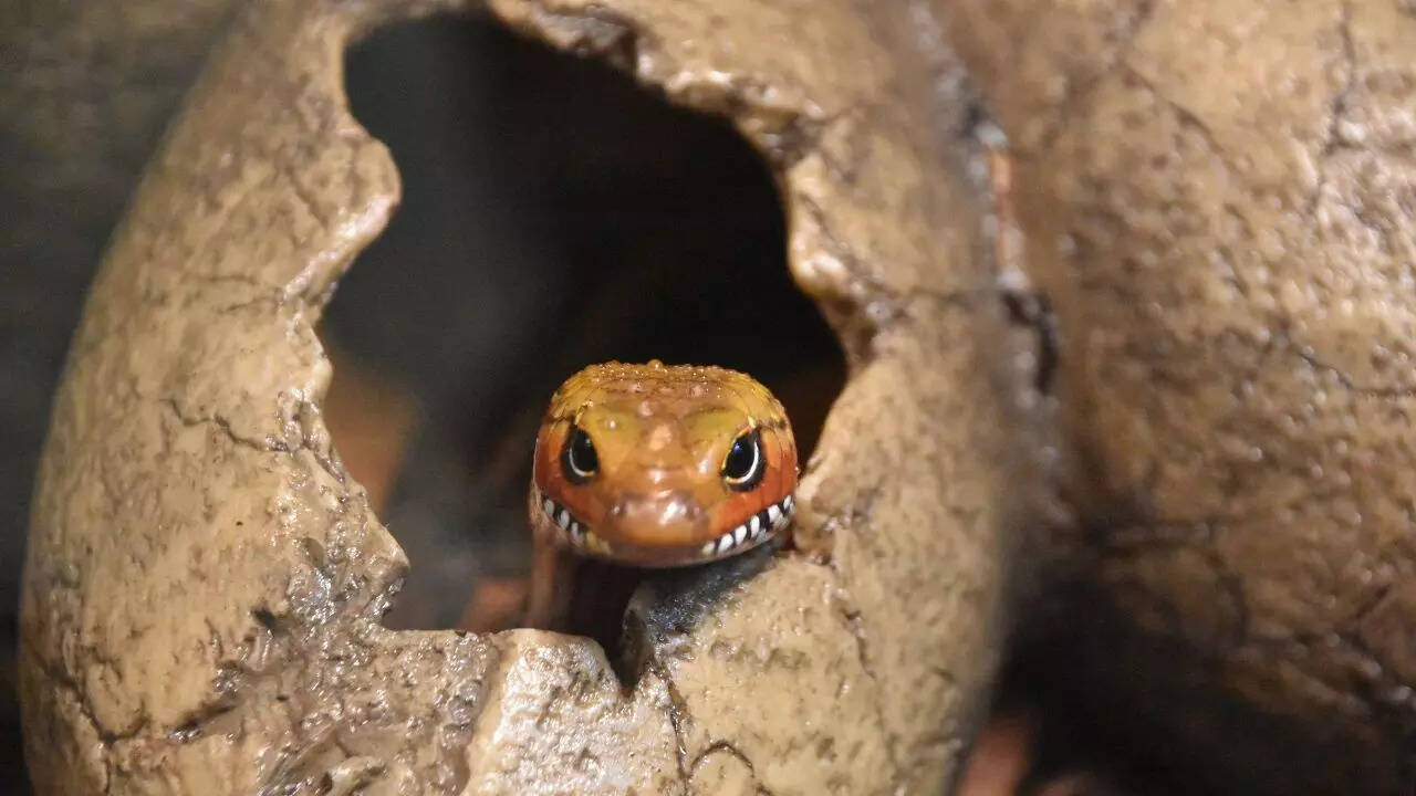 Myths about snakes
