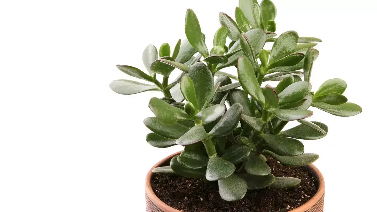 Crassula ovata ‘Hummel’s Sunset’