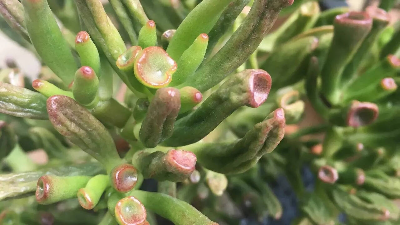 Crassula ovata ‘Gollum’