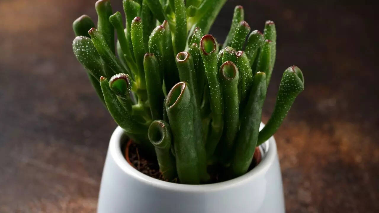 Crassula ovata ‘Hobbit’
