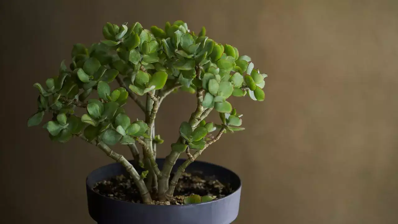 Crassula ovata ‘Tricolor’