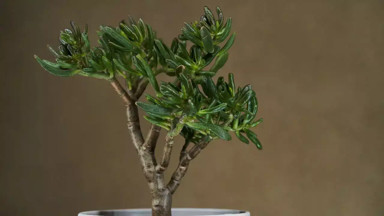 Crassula ovata ‘Red Horn Tree’