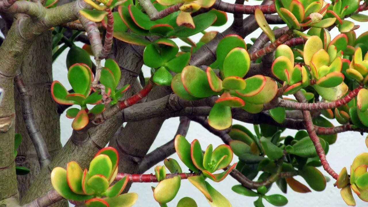 Crassula ovata ‘Minima’
