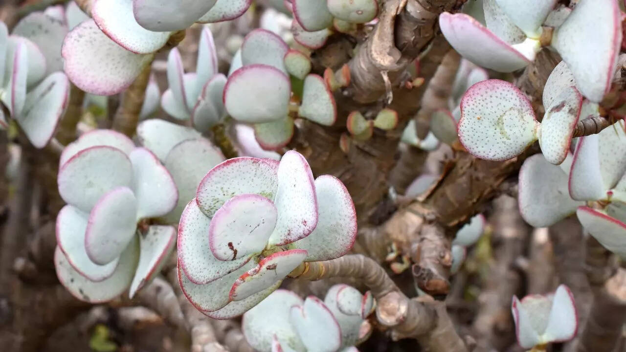 Crassula arborescens (Silver Dollar Jade)