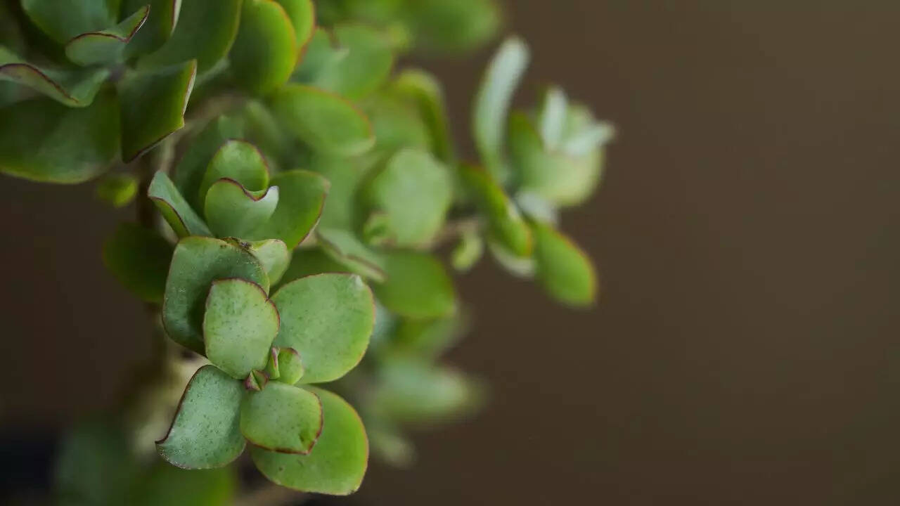 Crassula ovata ‘Crosby’s Compact’