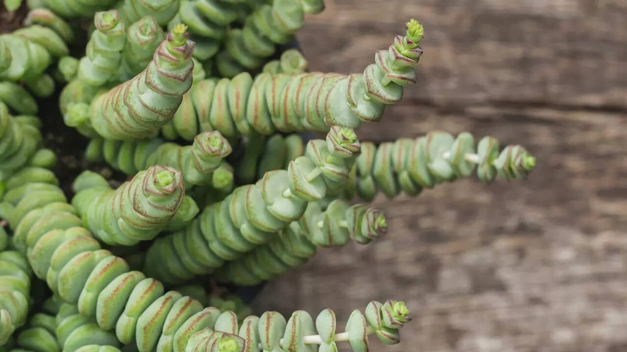 Crassula perforata (String of Buttons)