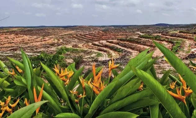 GLOBAL CAPITAL ARRIVES: Since 2007-08, the Global South has seen rising international investments in land for palm oil plantations, a trend growing with climate volatility