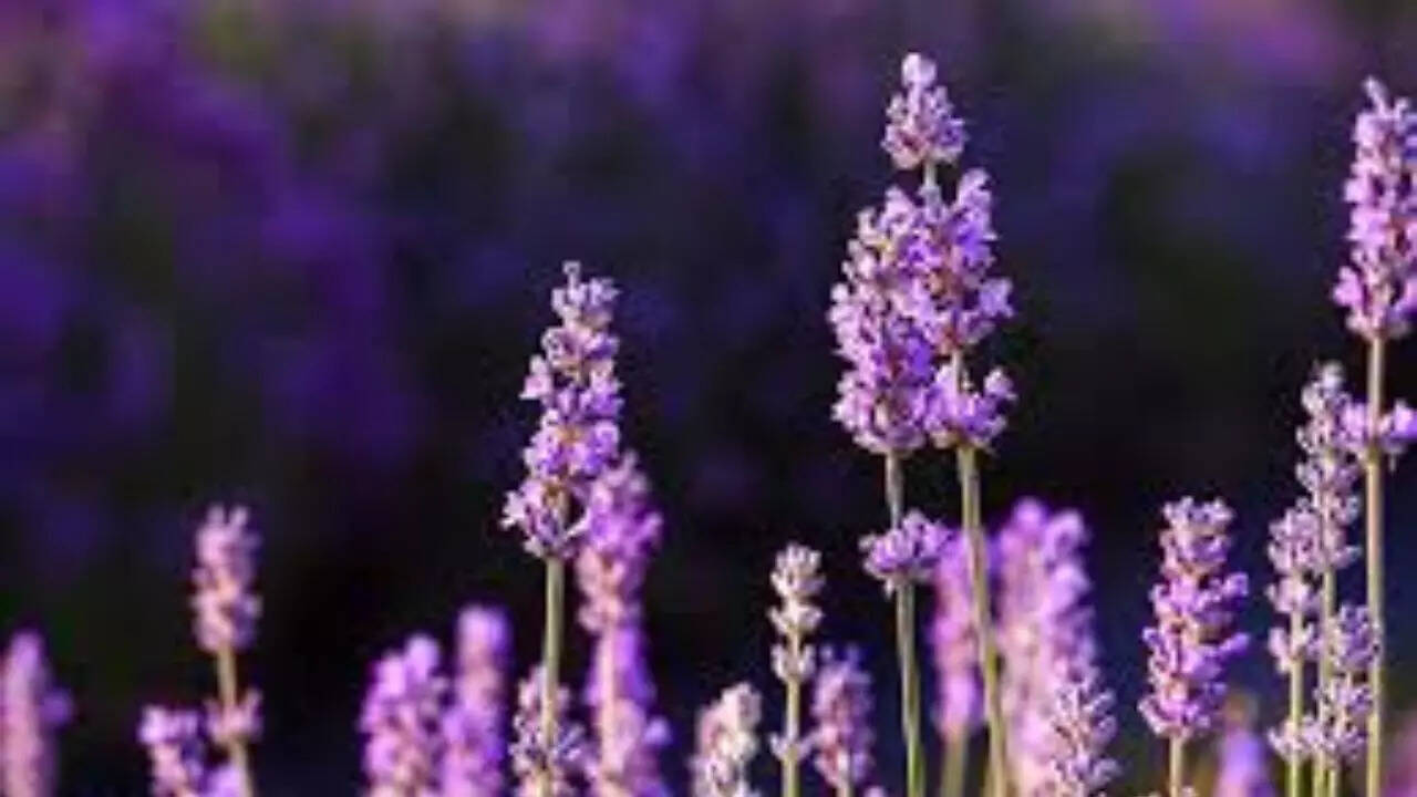 English Lavender (Lavandula angustifolia)