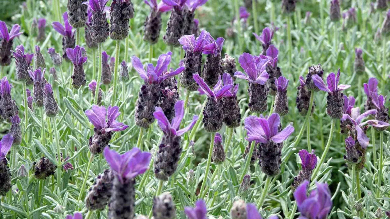 ​​Spanish Lavender (Lavandula stoechas)