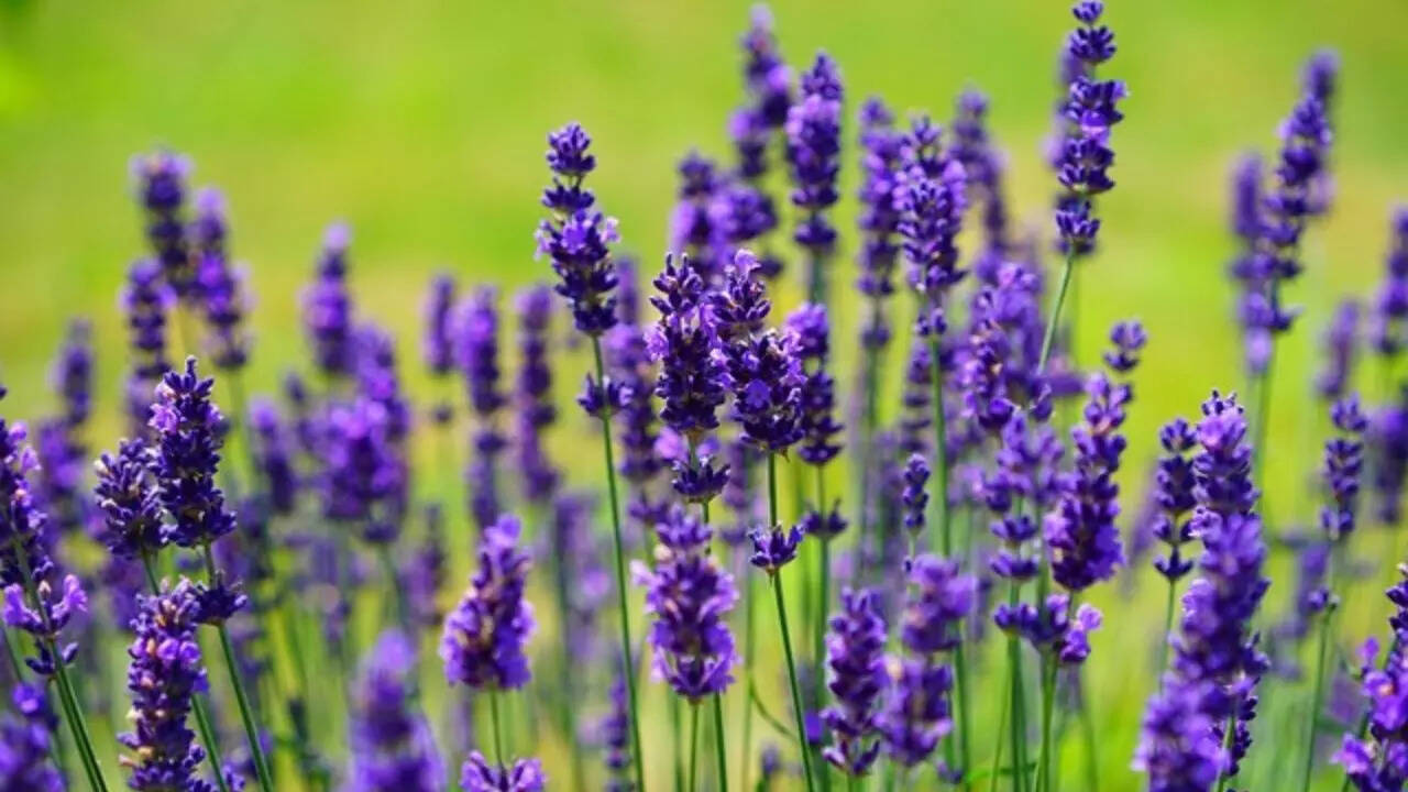 ​​Spanish Lavender (Lavandula stoechas)