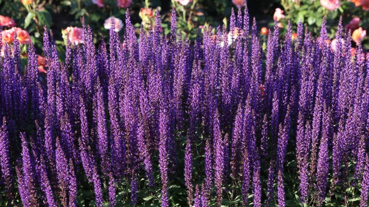 Munstead Lavender
