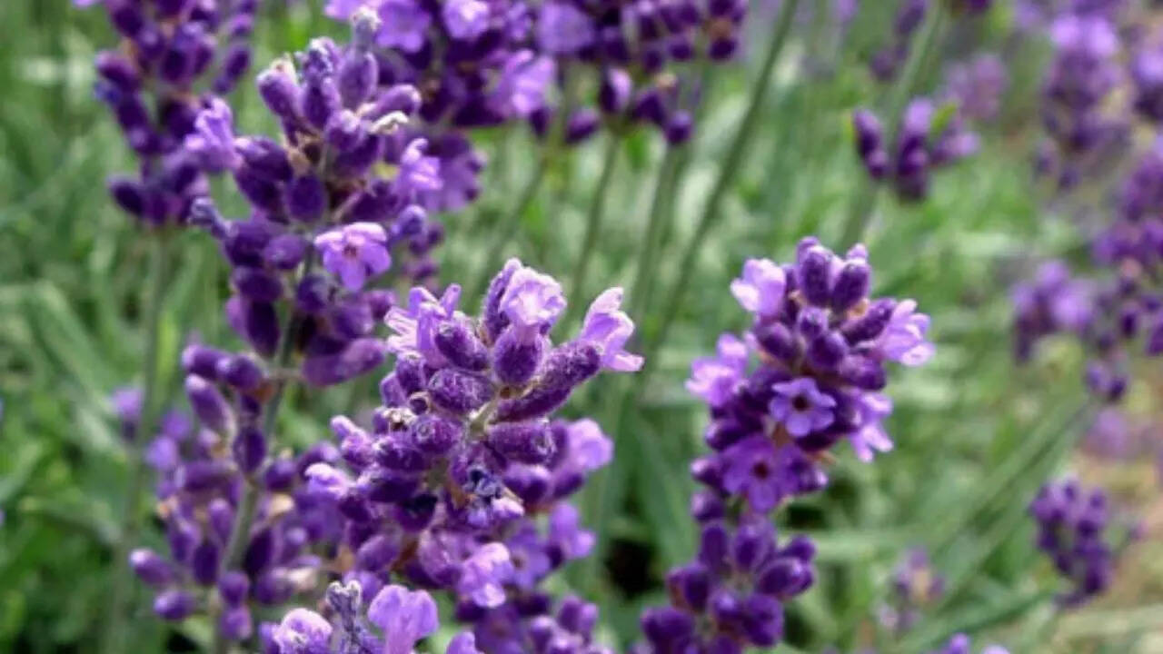 Hidcote Lavender