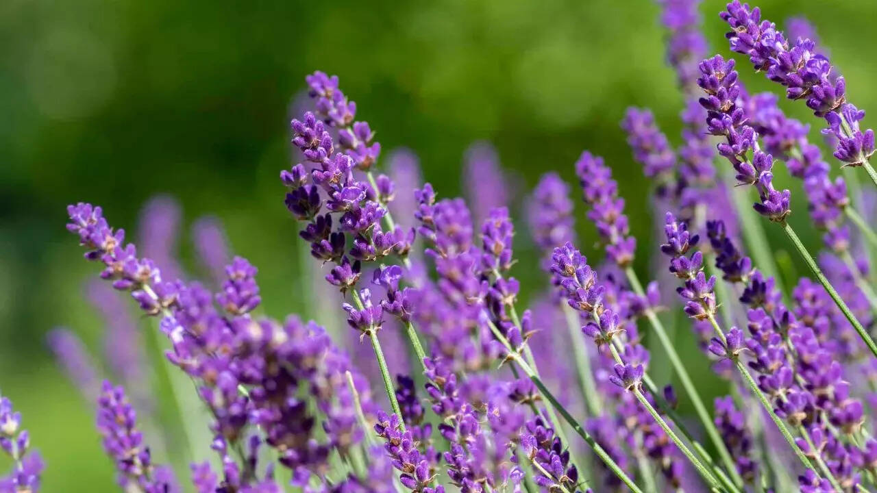 Hidcote Lavender