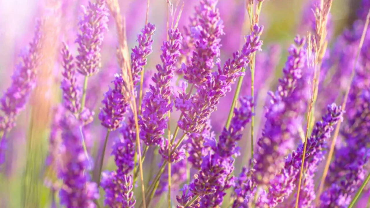Hidcote Lavender