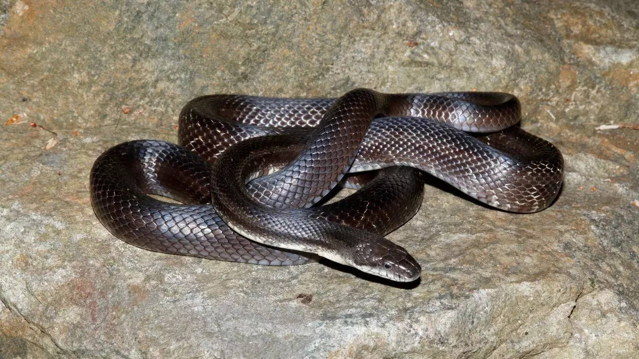 Rat snake