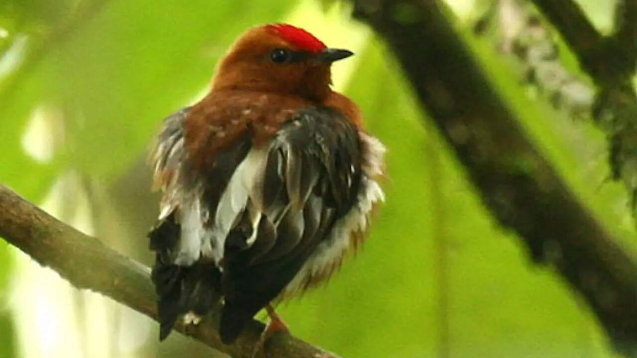 _the male club-winged manakin