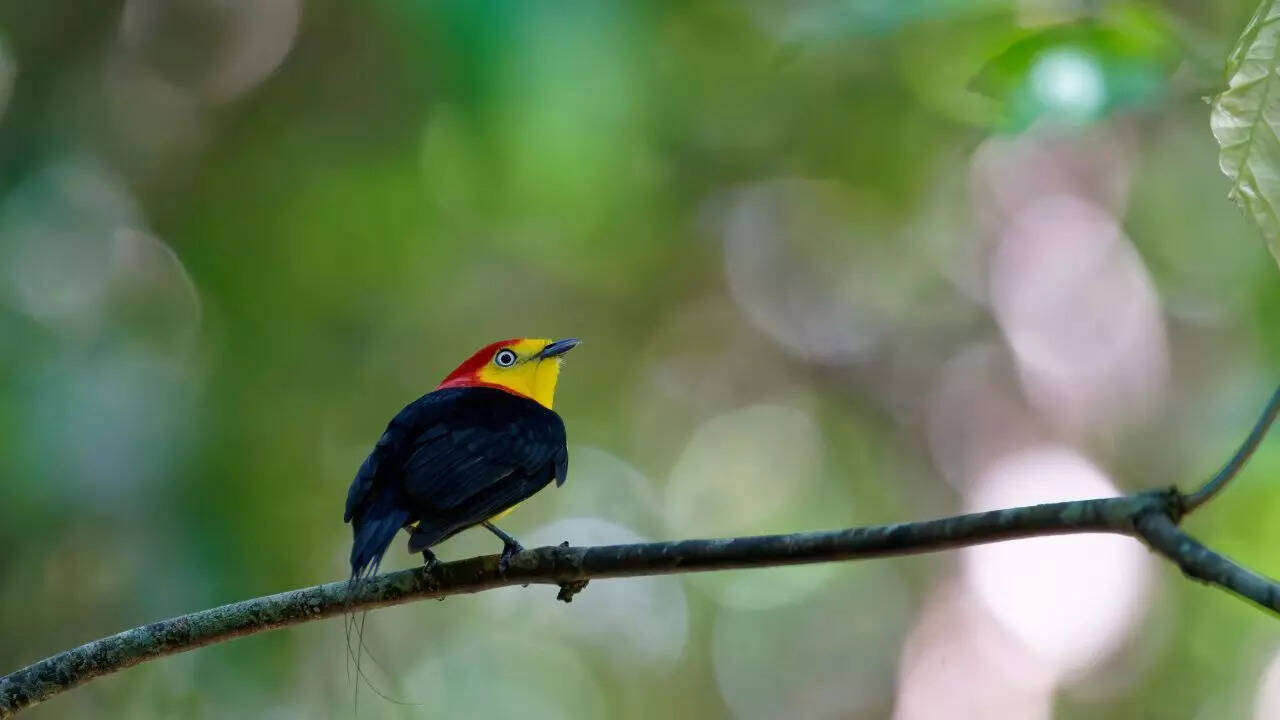 _the male club-winged manakin