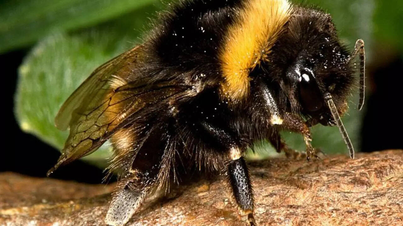Bumblebees