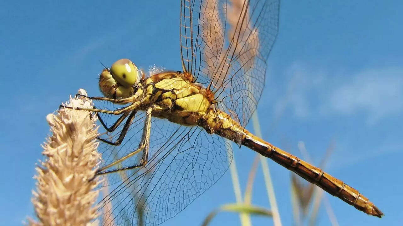 Dragonflies