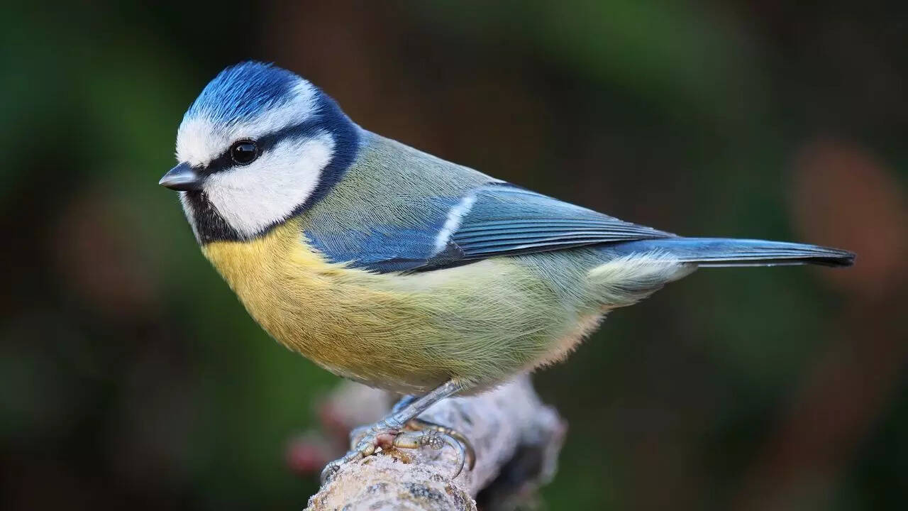 Blue Tits