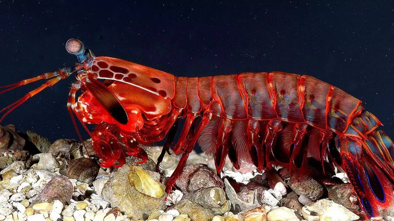 Mantis Shrimp