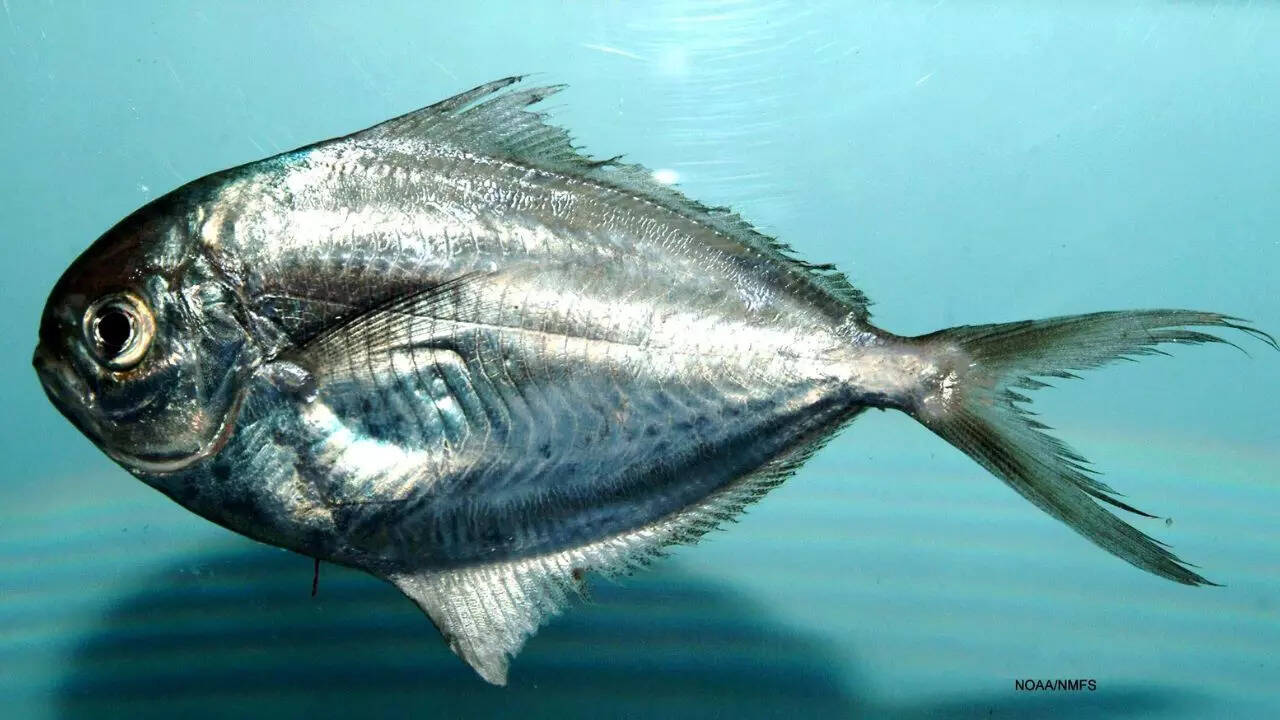 Butterfish