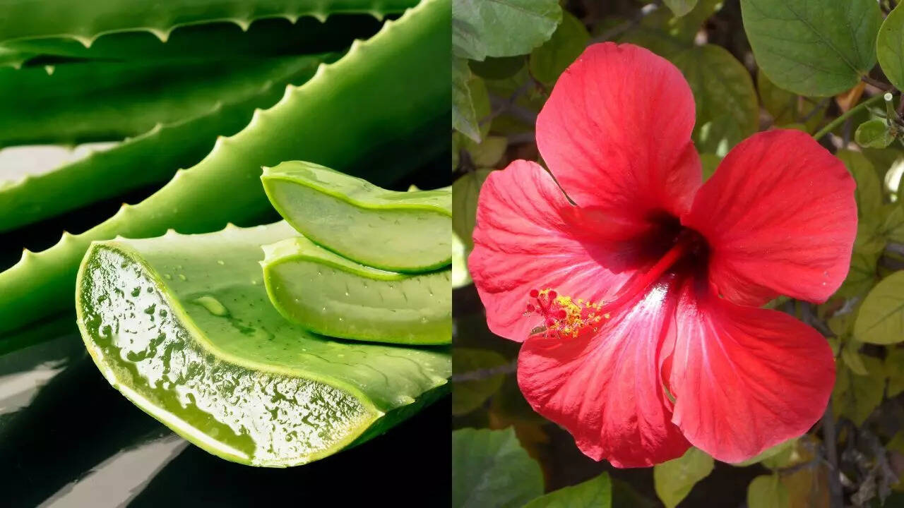 கற்றாழை மற்றும் ஒளி வண்ண மலர்கள் கொண்ட ஒரு செடி