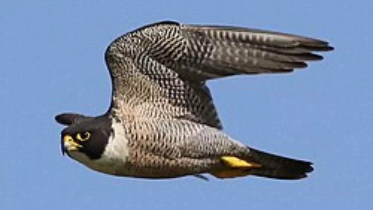 Source: Wikipedia Peregrine Falcon