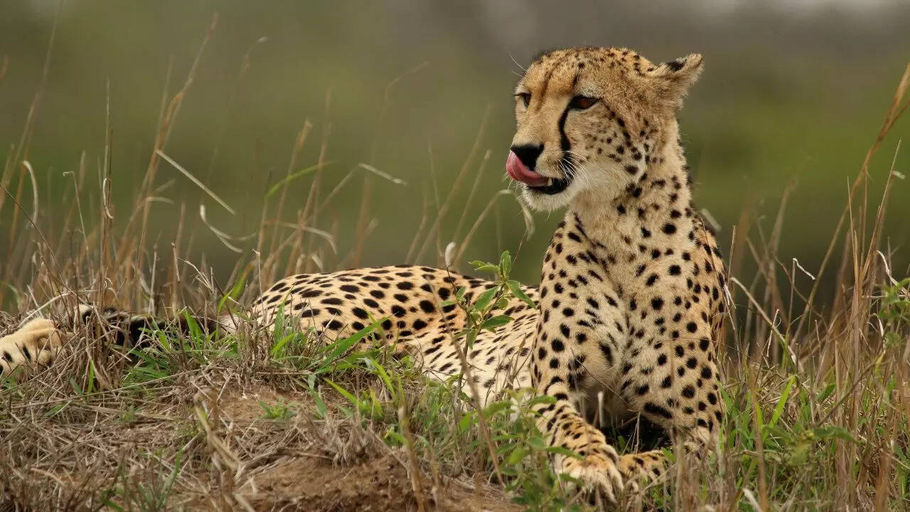 Source: Wikipedia Cheetah