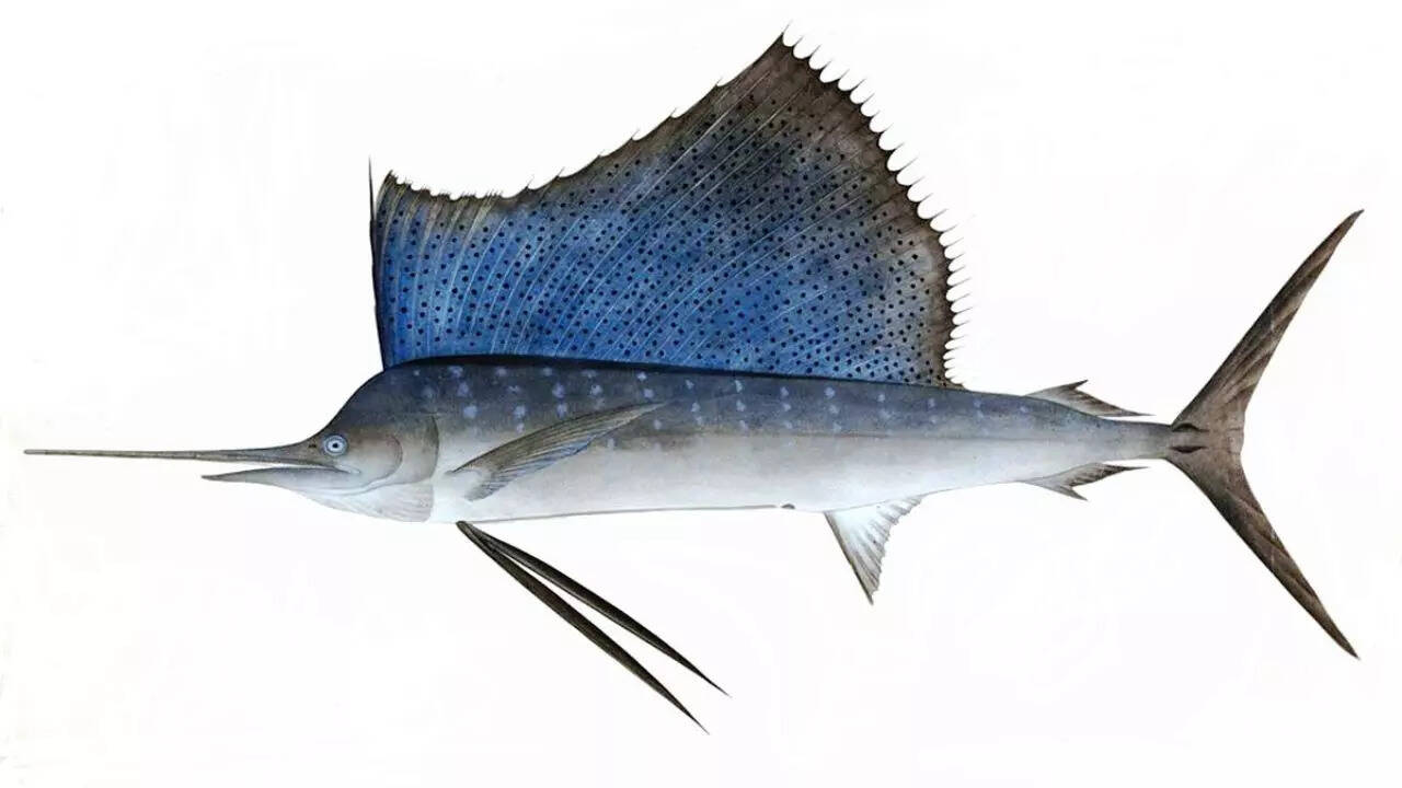 Source: Wikipedia Sailfish
