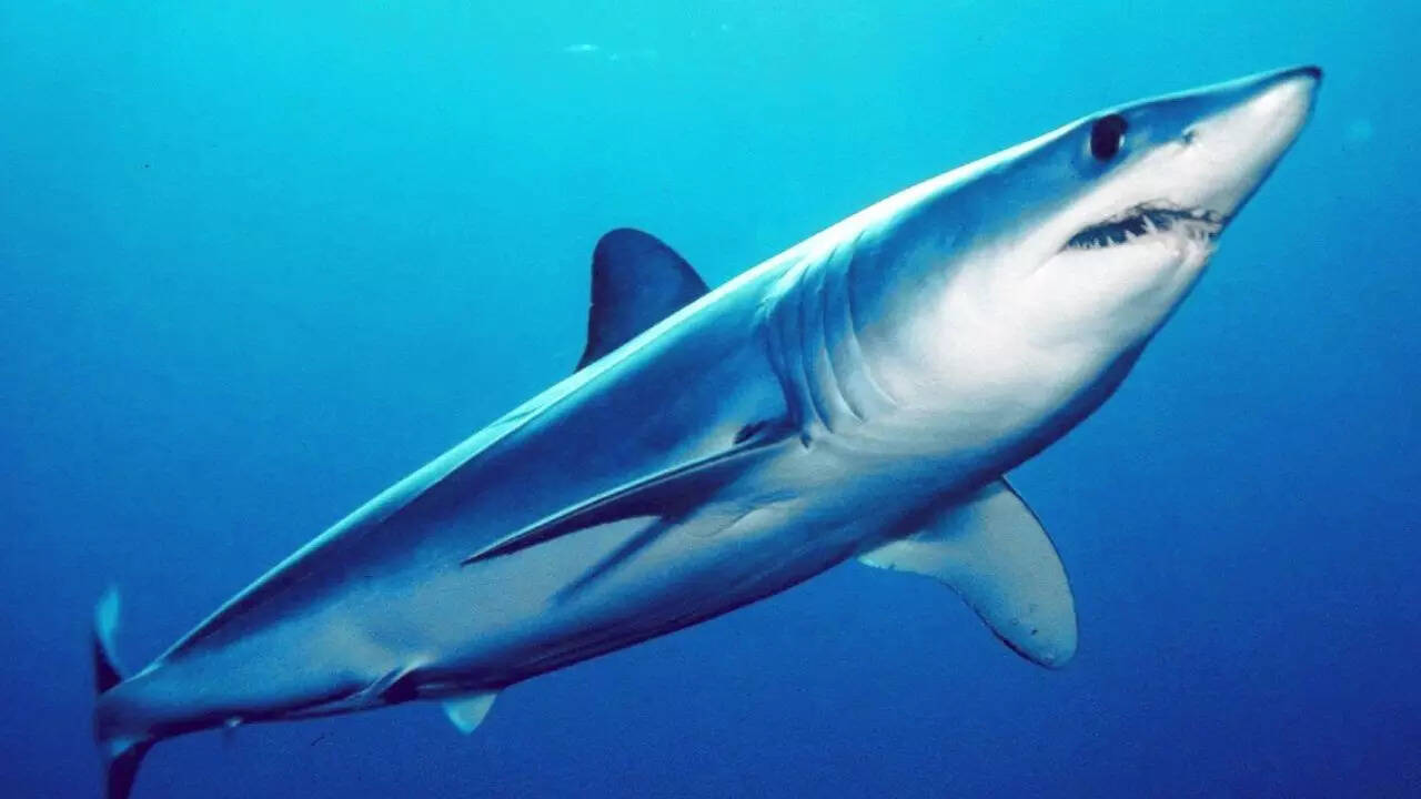 Source: Wikipedia Mako Shark
