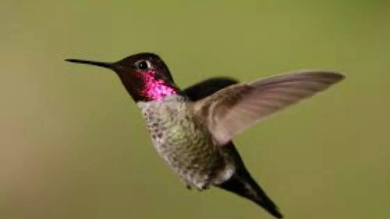 Source: Wikipedia Anna’s Hummingbird