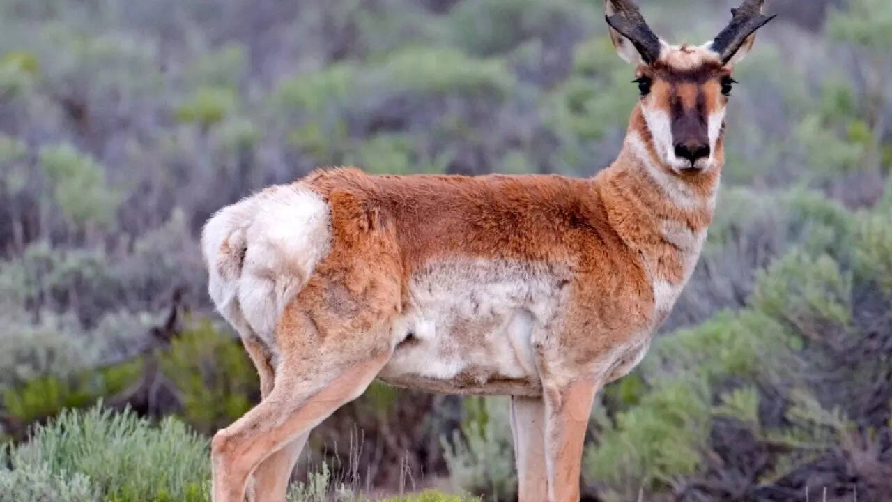 Source: Wikipedia Pronghorn Antelope