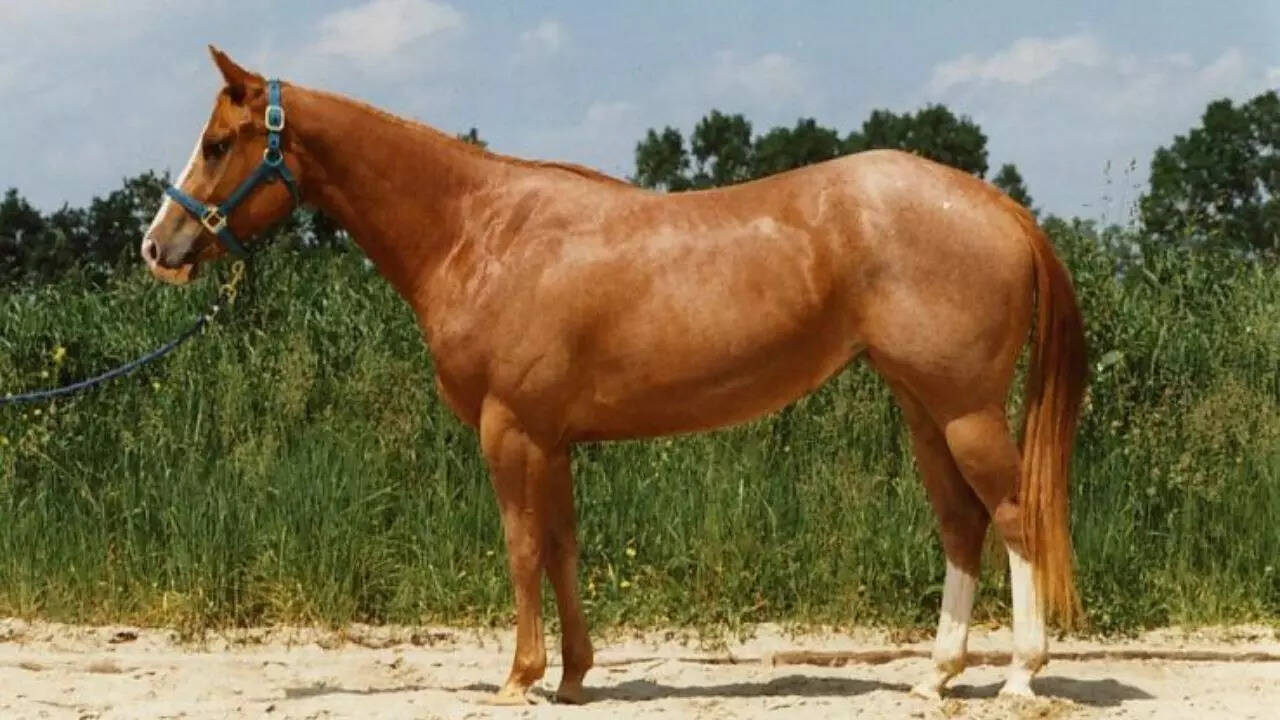 Source: Wikipedia Quarter Horse