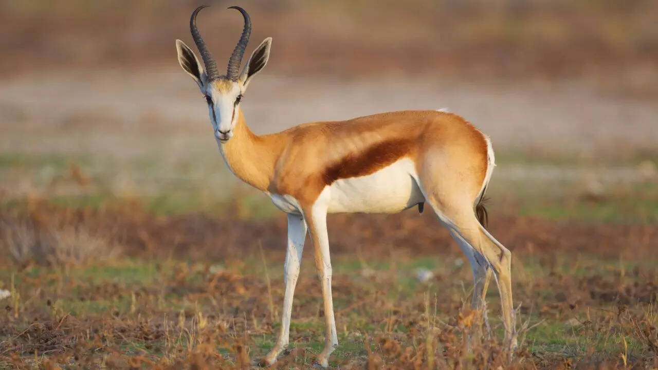 Source: Wikipedia Springbok