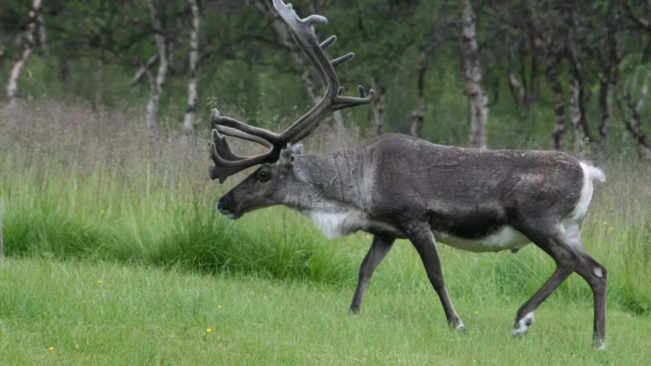 Source: Wikipedia Caribou