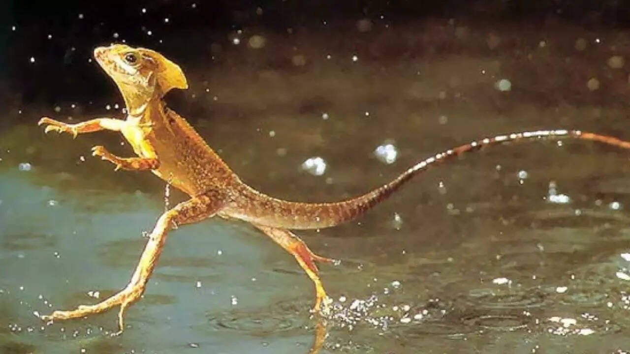 1. The Jesus Christ lizard: Nature’s water-walker